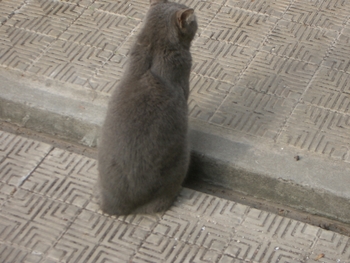 Buenos Aires 2005 - cemetery cat