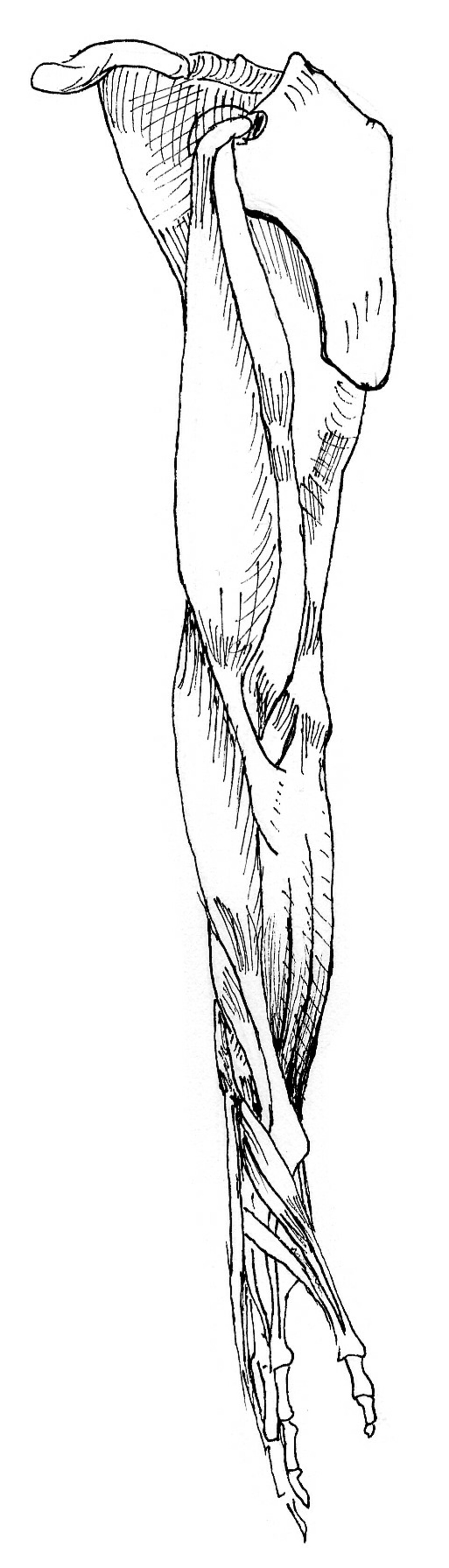 inside view of muscles of right arm, pronated