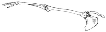 front view of bones of right arm, raised