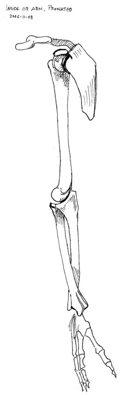 inside view of bones of right arm, pronated