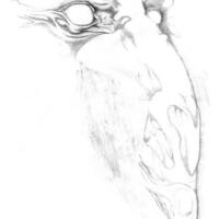 sketch013