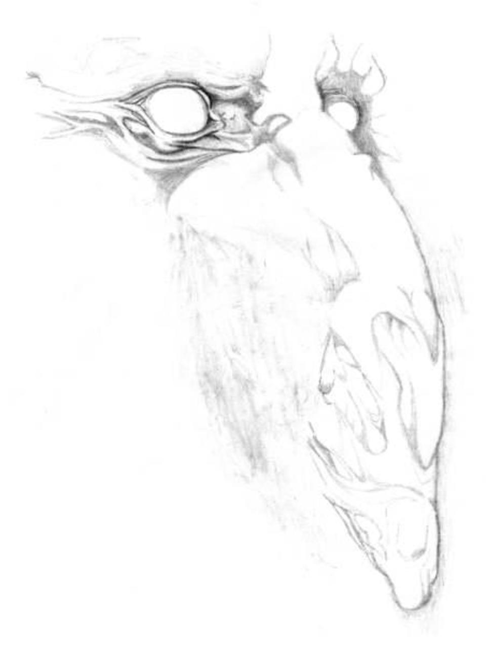 sketch013