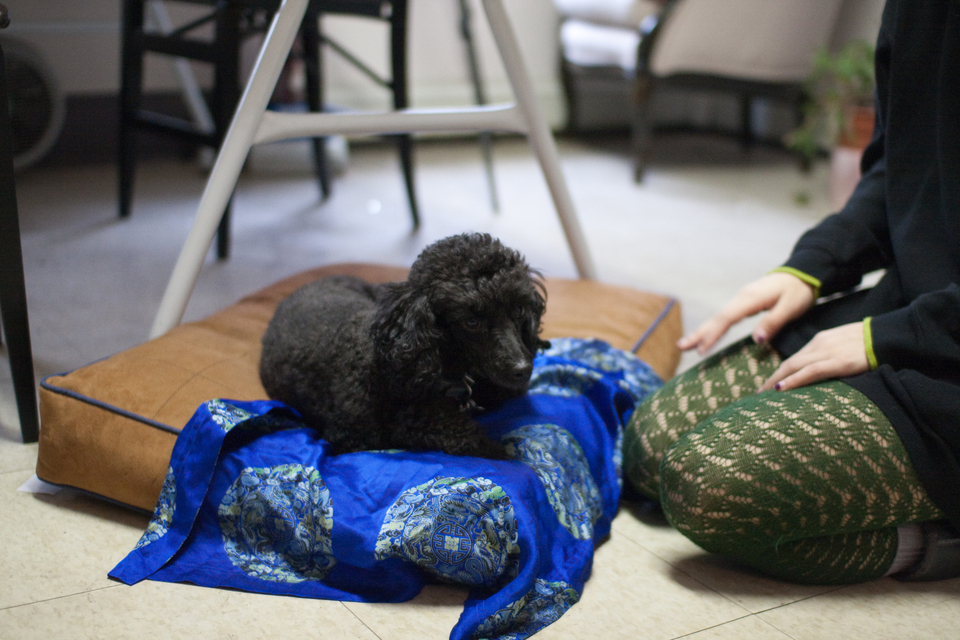 puppies-0220