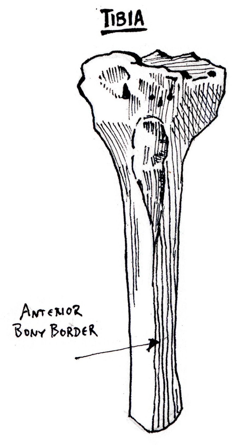 tibia