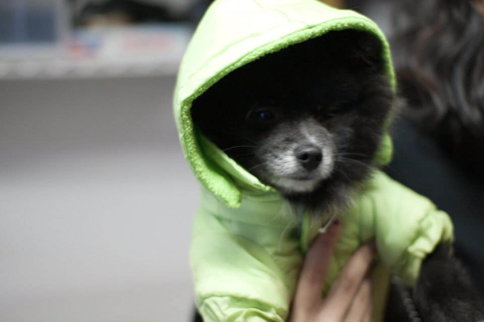 puppies-0239