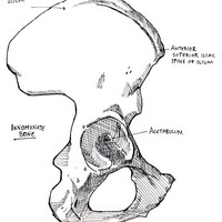innominate bone