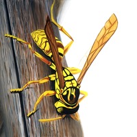 wasp