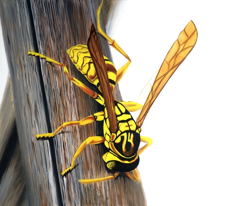wasp