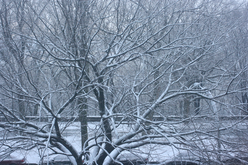 winter tree on riverside dr