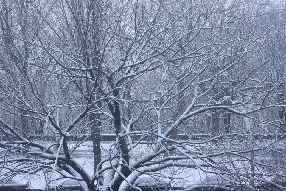winter tree on riverside dr