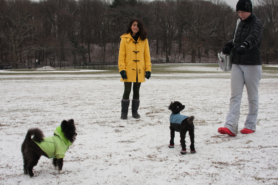puppies-0244