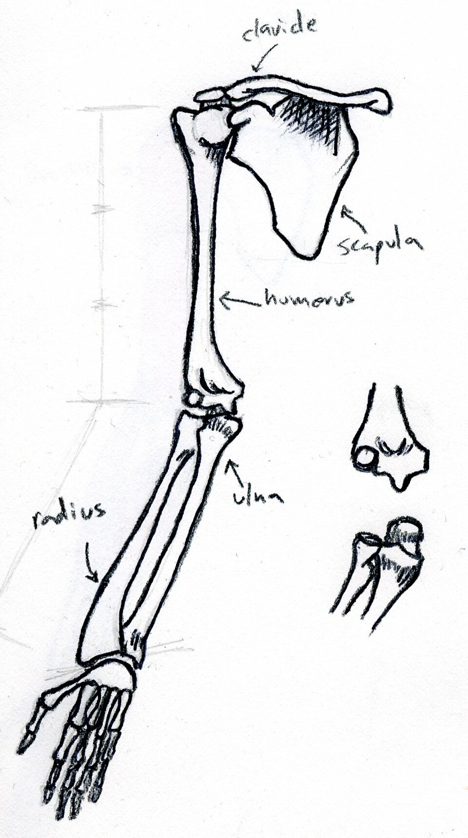 front view of bones of right arm, supinated