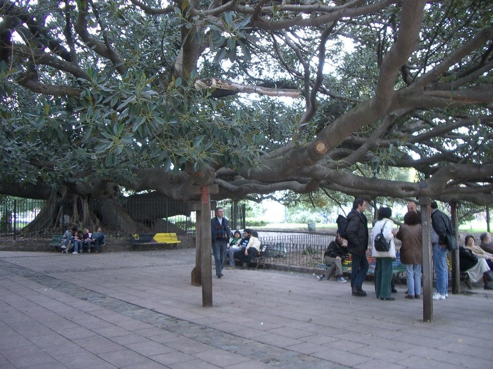 Buenos Aires 2005 - big tree