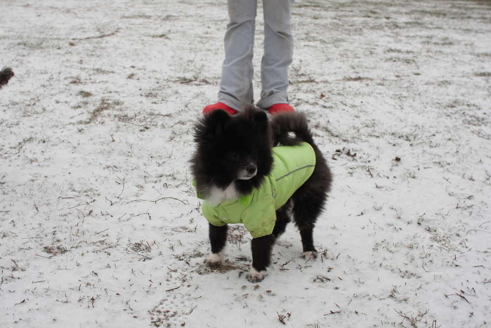 puppies-0249