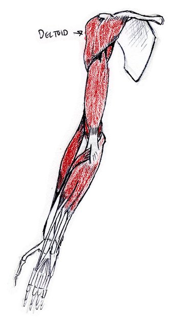 front view of bones and muscles of right arm, supinated