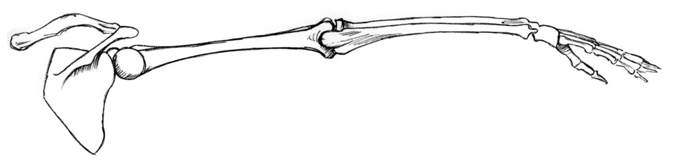back view of bones of right arm, raised