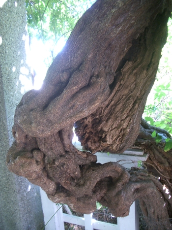 twisty trees